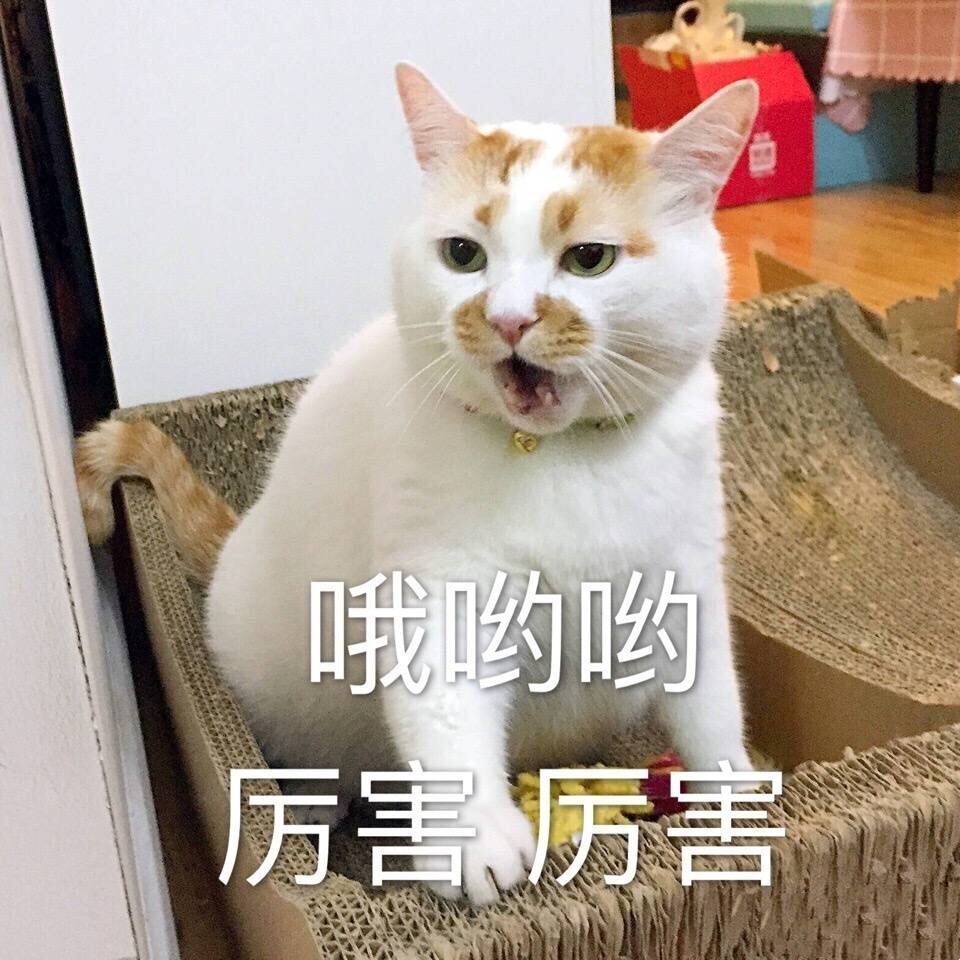 用来引诱小猫出来的猫叫声,诱捕猫用什么诱饵好（掌握有用技巧）