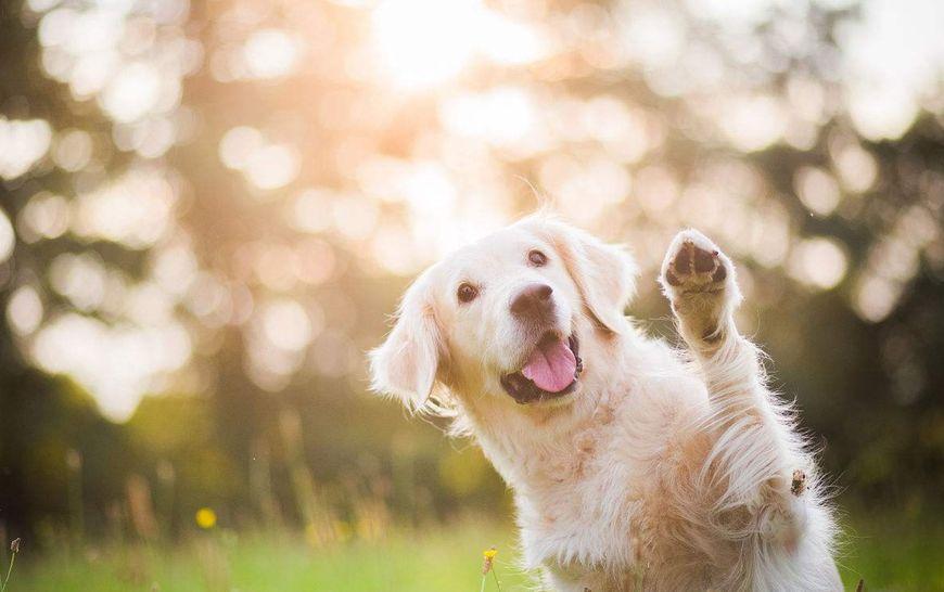 适合女生养的巨型犬，适合独居女孩养的大型犬，养什么狗保护自己