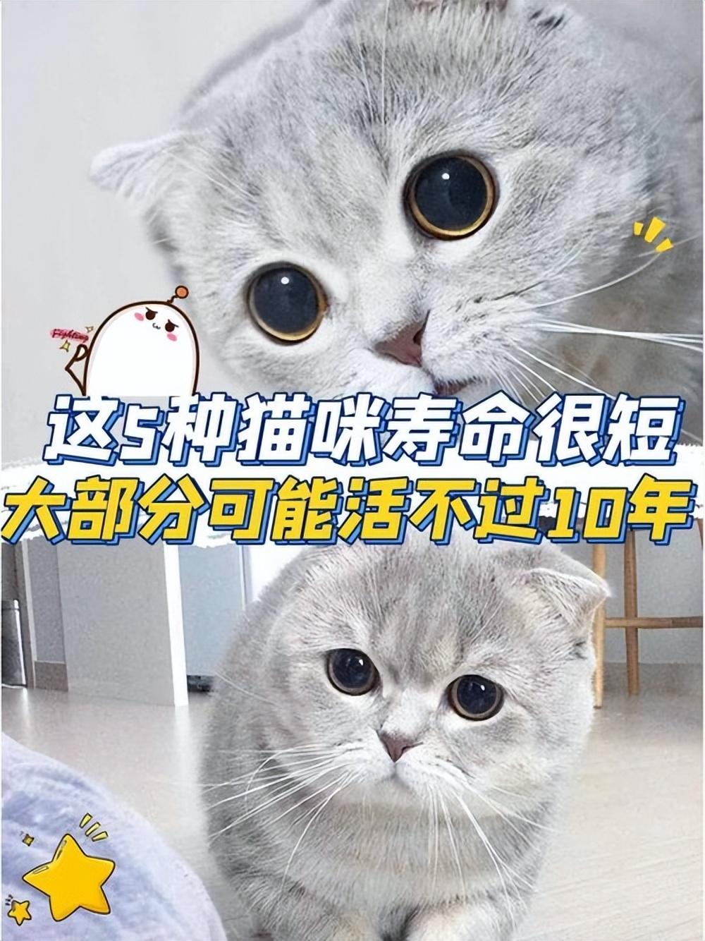 家猫的寿命多少年（介绍宠物寿命与健康管理）