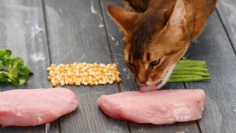 猫能不能吃玉米？猫咪饮食禁忌和推荐详细分析