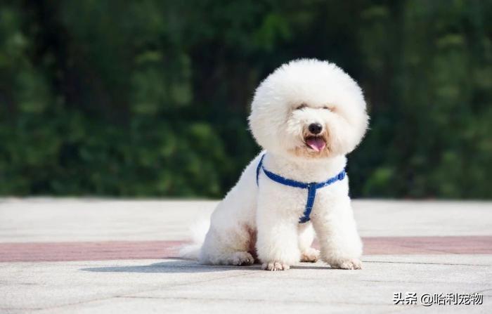 狗与犬的区别在哪里图片,狗和犬是一个品种吗