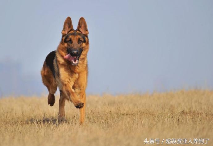 德国牧羊犬怎么训练成警犬,德国牧羊犬训练口令详细教程