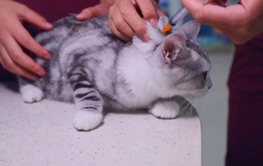猫需要打什么疫苗？详细指南及注意事项（养猫必备指南）