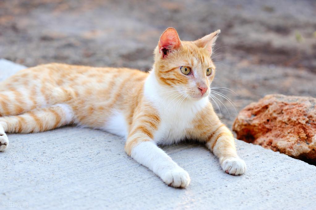 猫咪拉黄色的稀便便是不是生病了（健康饮食习惯提醒）