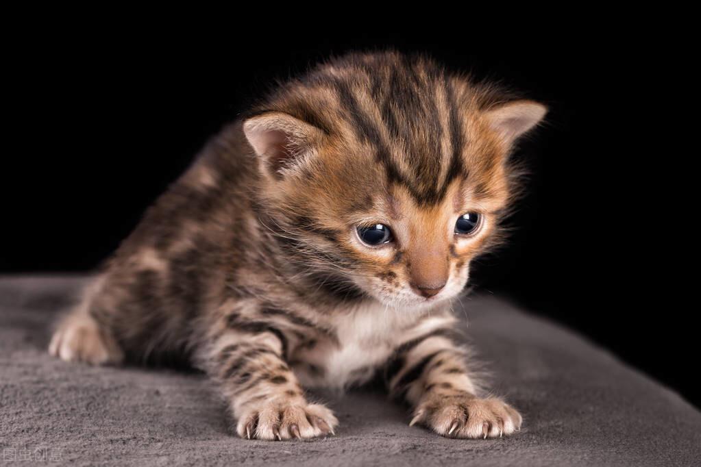 为什么很少人养孟加拉豹猫（分析孟加拉豹猫的特点和适宜饲养条件）