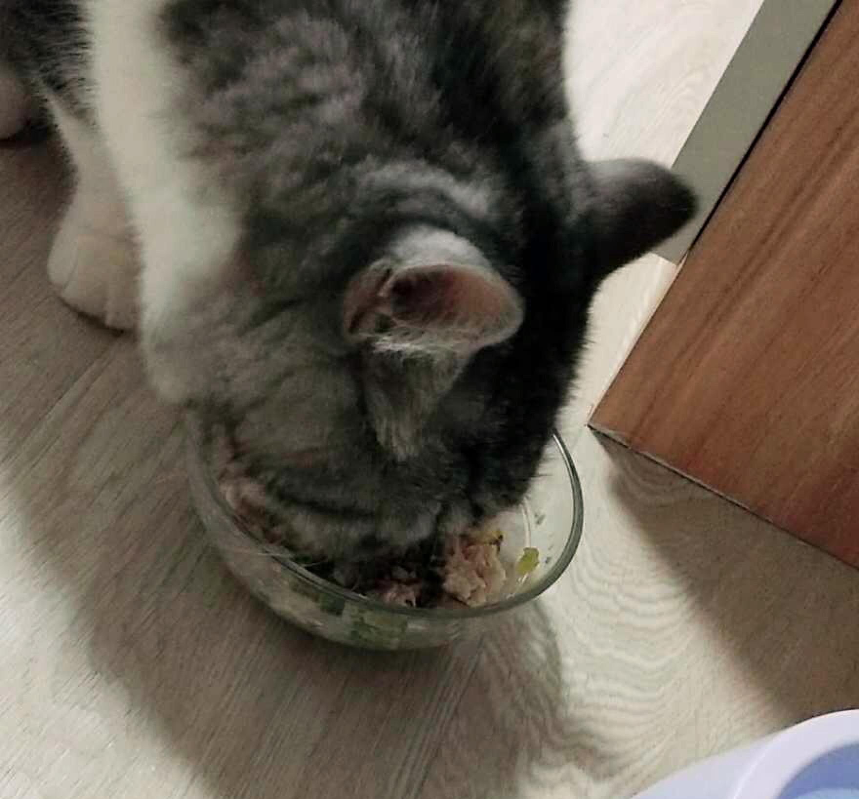 猫不吃猫草咋办（分享宠物喜爱食品的训练技巧）