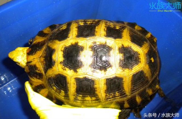 陆龟品种图片大全，陆龟宠物龟有哪些品种