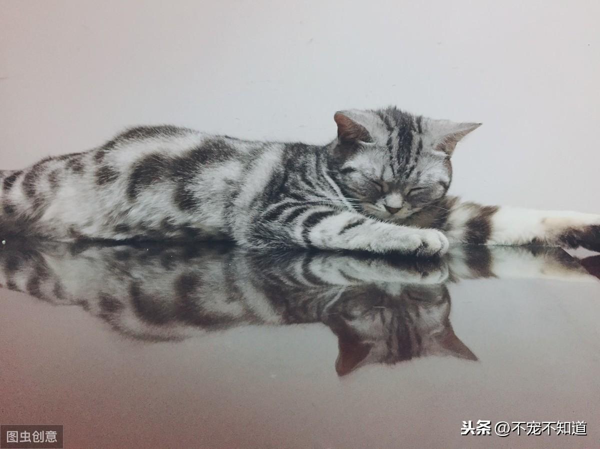 猫第一胎能生几只？给你详细的猫咪繁殖科普（猫咪第一胎问题）