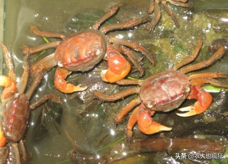 红螯相手蟹怎么养，吃什么食物好养活，可以深水养吗