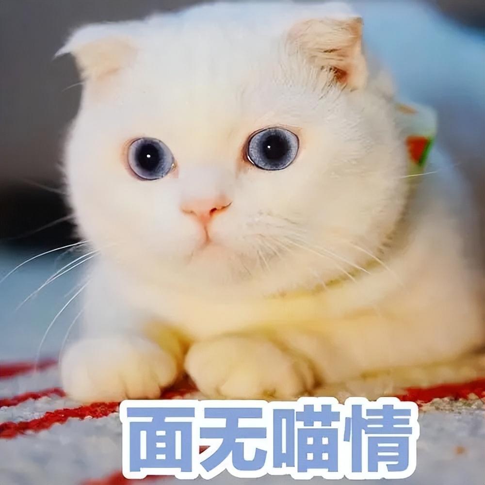 小奶猫拉稀了是怎么回事精神不佳，怎么办，能自愈吗