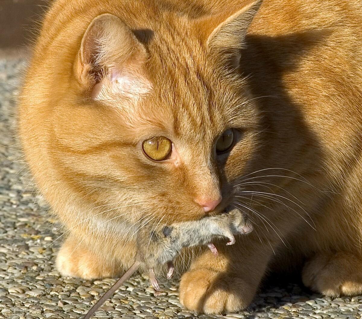 宠物猫能吓走老鼠吗，老鼠会怕宠物猫吗，猫叫声 吓老鼠有用吗