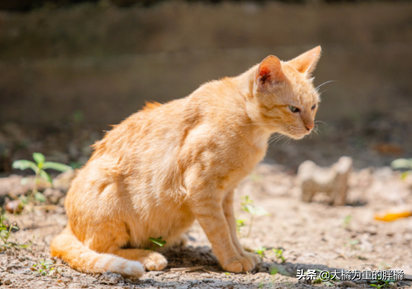 猫咪极度害怕的表现（掌握猫咪情绪管理技巧）