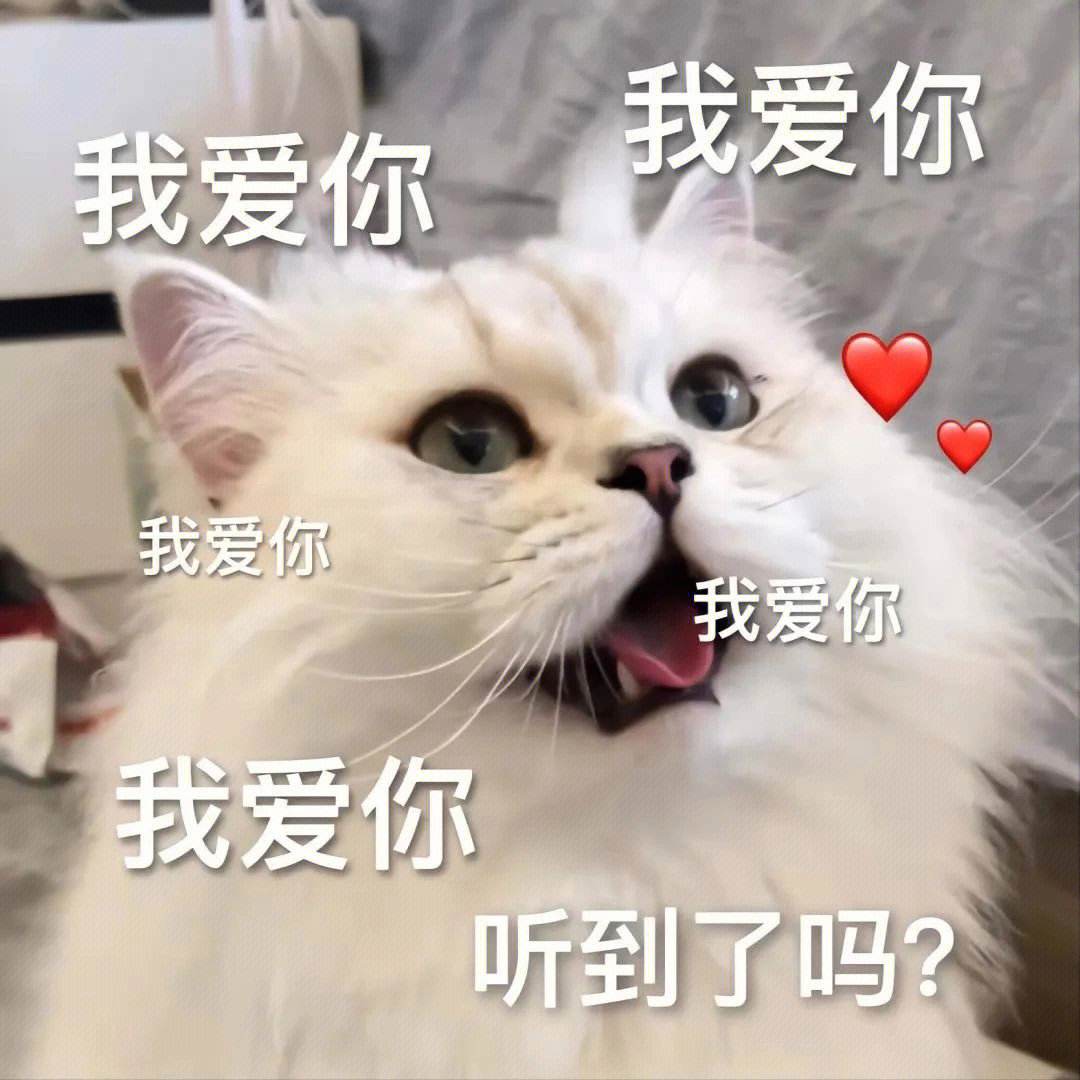 猫咪在你身上踩奶是什么意思,如何回应（揭开猫咪神秘的行为习惯）