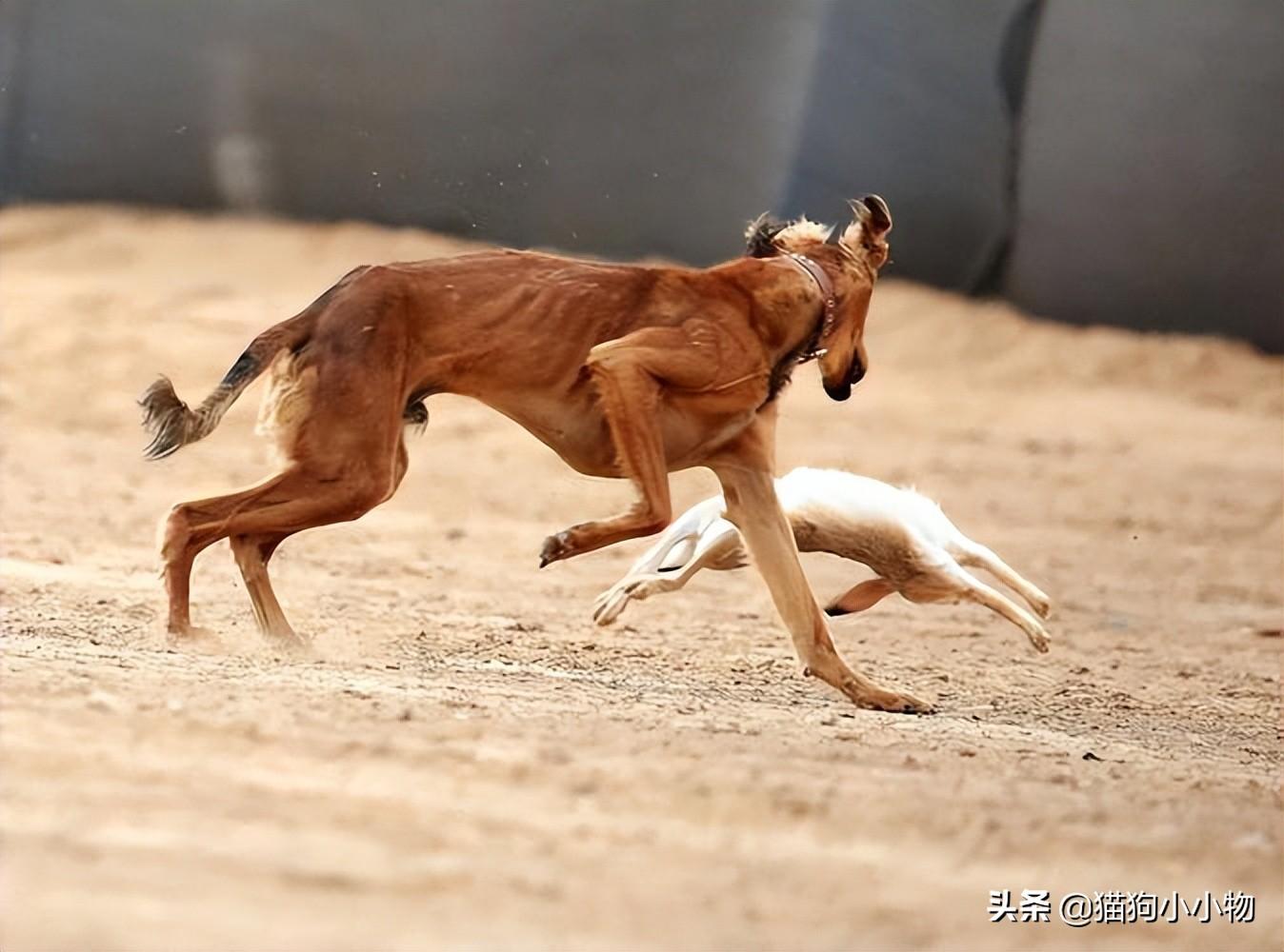 细狗什么品种最好养活，纯种山东细犬图片