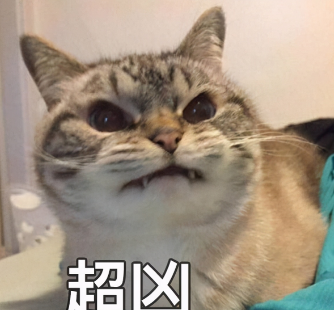 长期挨打的猫会怎样(猫咪身上出现异常症状背后的原因分析)