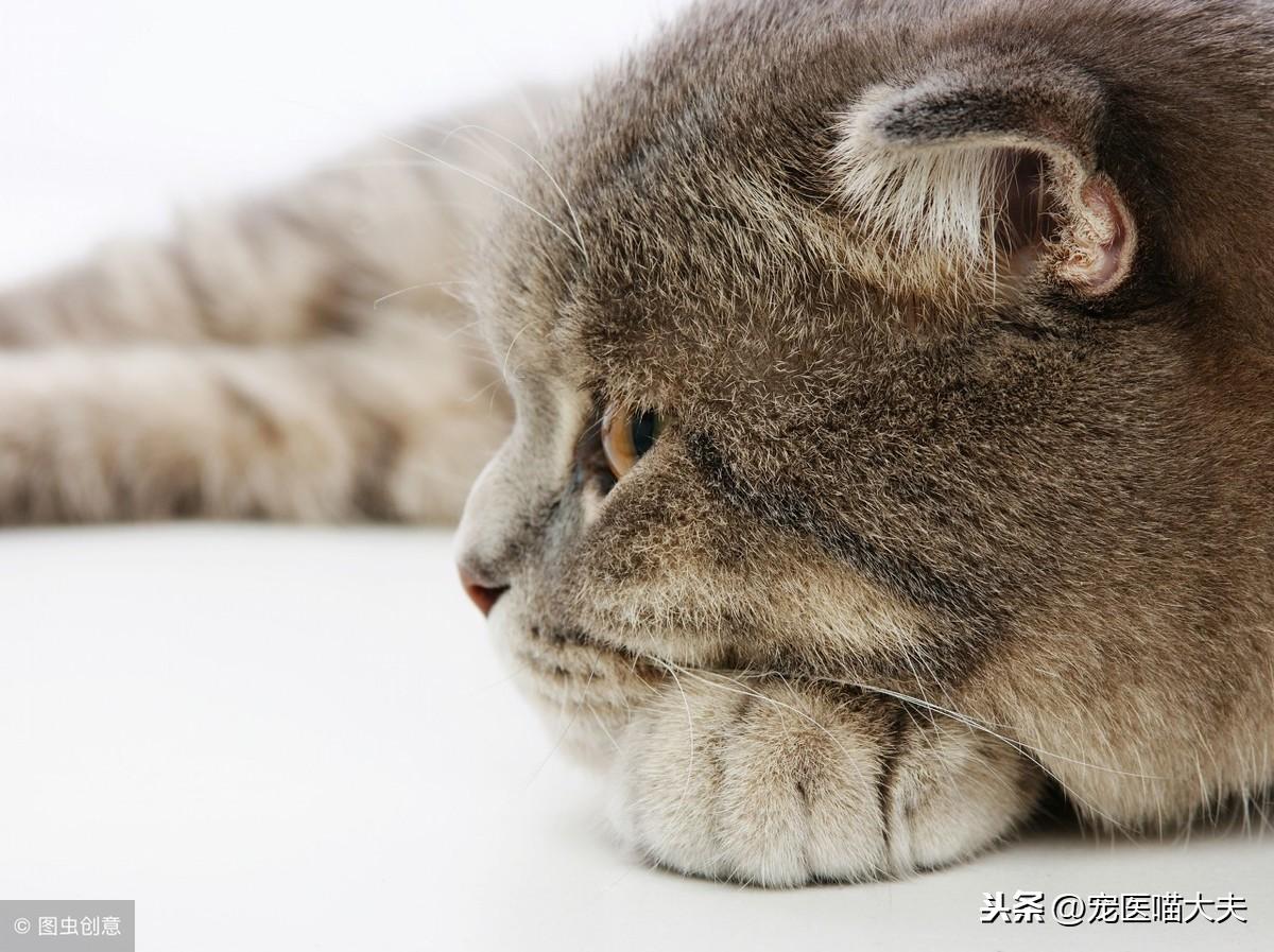 两个月猫不拉屎的原因是什么（分析猫咪便秘的症状和健康建议）