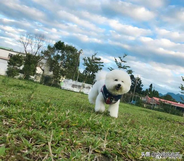 标体比熊一般长到几个月就定型了,可以长到多少斤,六个月还能训练吗