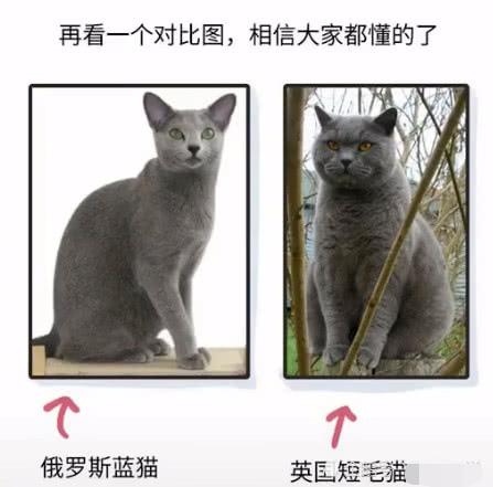 汤姆猫是一只什么品种的猫咪（了解猫咪基本信息）