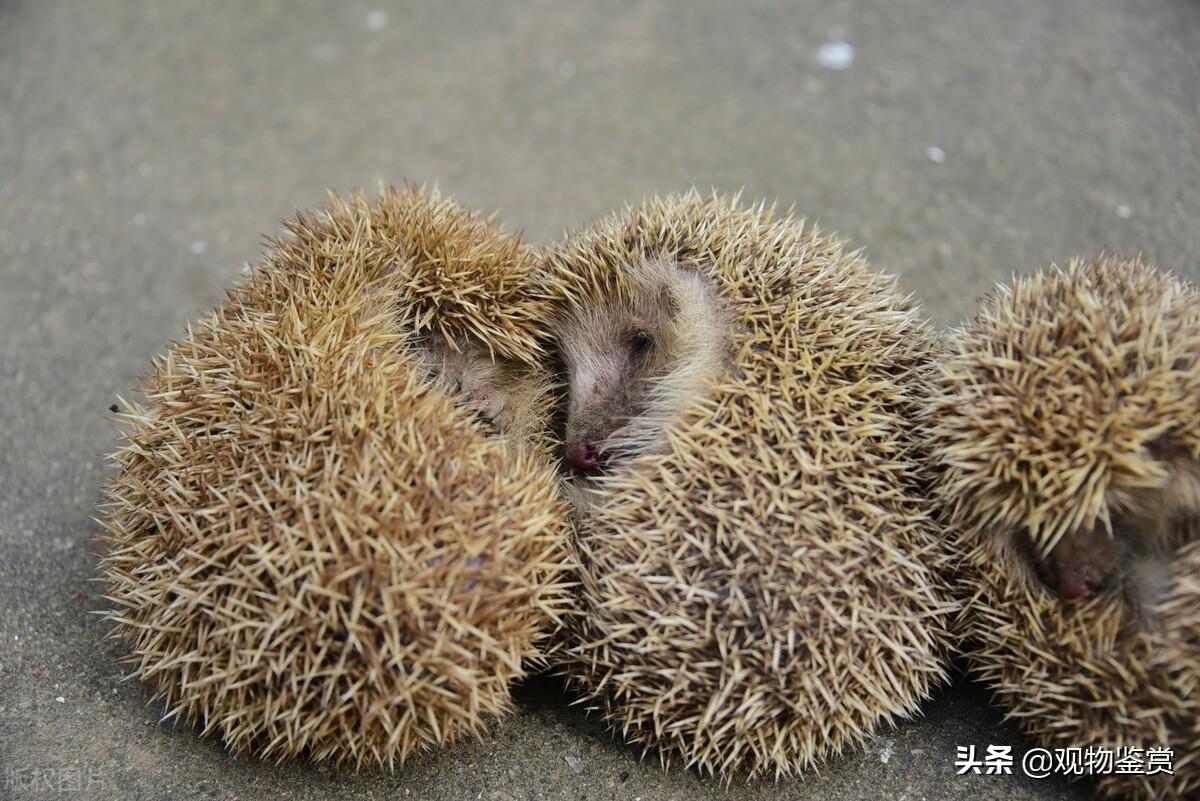 刺猬吃啥东西对人体有害吗,家养刺猬要注意什么事项