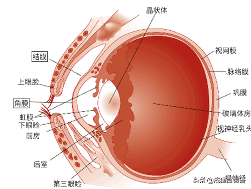 猫眼睛红红的是怎么回事,血了全是红色（清楚了解猫眼睛炎症常见类型）