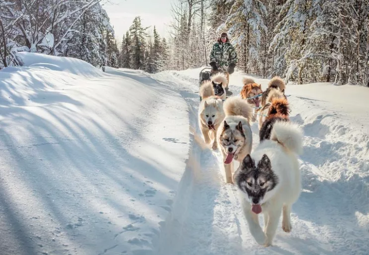 雪橇犬有几种，为什么不会摔倒，雪橇三傻是哪三种狗