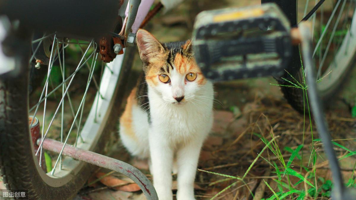 猫软便但是精神很好怎么办,软便原因是什么,怎么调理