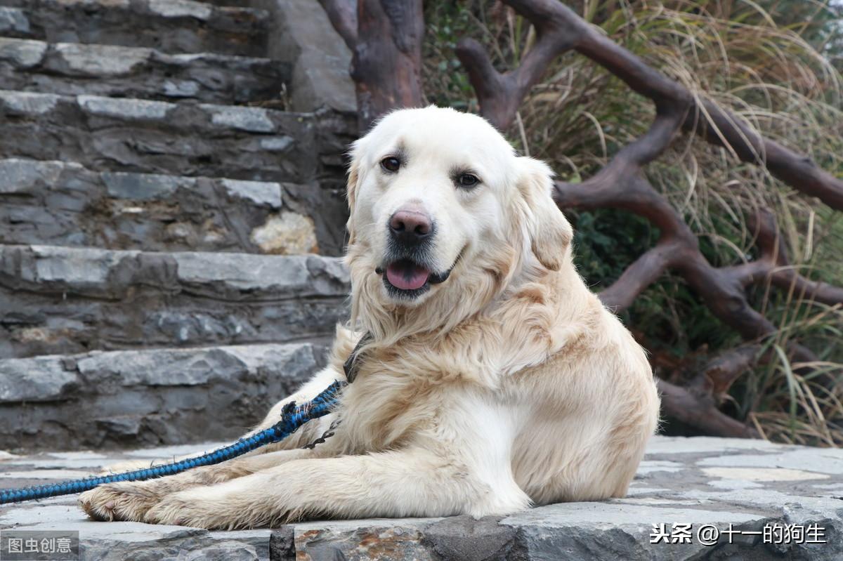 狗癣初期症状图片鼻子，泰迪狗长癣怎么治疗