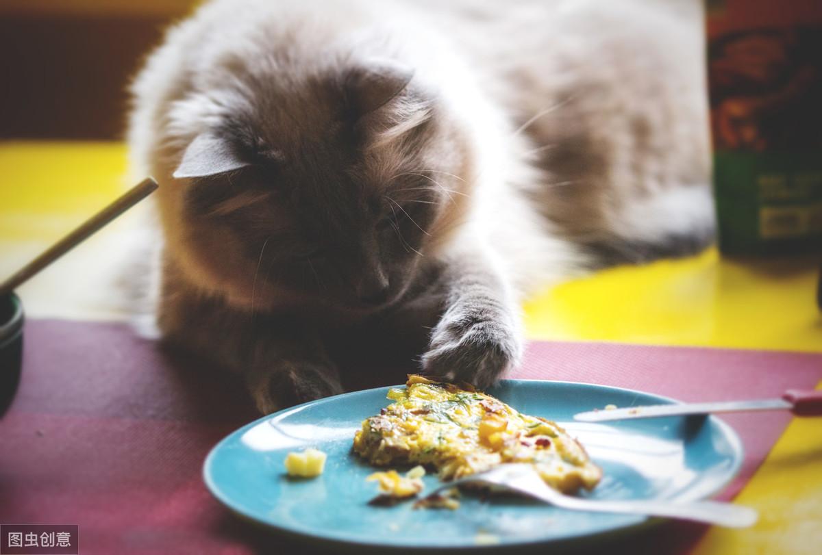 幼猫咪饿了的表现，饿一天有事吗，怎样分辨小猫吃饱了