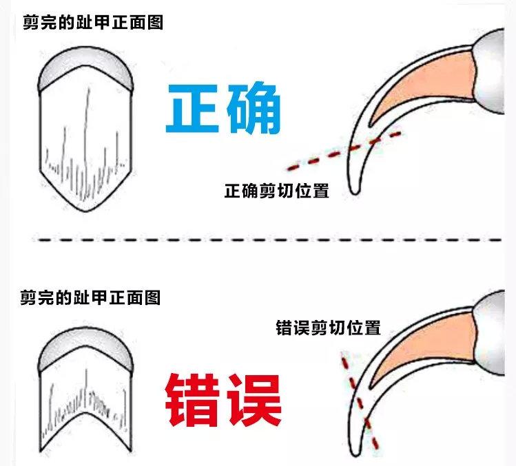 幼猫可以怎样剪指甲？（详解为您一步步解决问题）