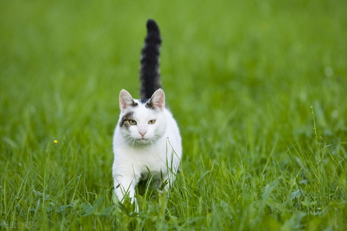 猫三个月相当于人多大,多少斤正常（你养的猫咪相当于人类哪个年龄段？）