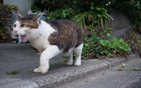 小区猫丢了怎样把猫引出来,如何快速找回,有没有什么偏门找到