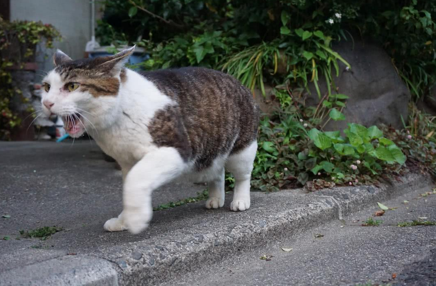 小区猫丢了怎样把猫引出来,如何快速找回,有没有什么偏门找到