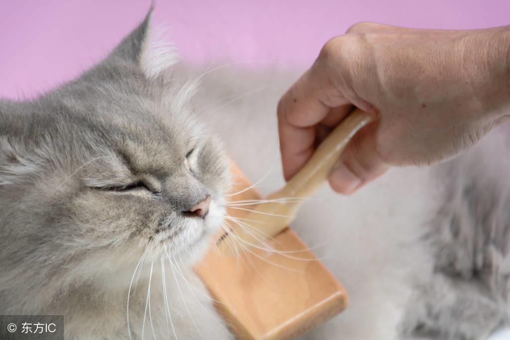 刚出生两天的小猫拉稀黄黄的怎么回事，什么样才是正常的