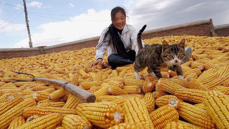 猫能不能吃玉米？猫咪饮食禁忌和推荐详细分析