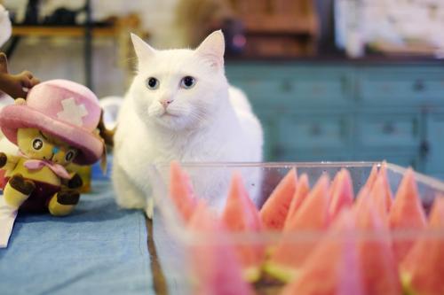 流浪猫能吃啥人吃的东西,能吃火腿肠吗,吃什么开胃 促进食欲