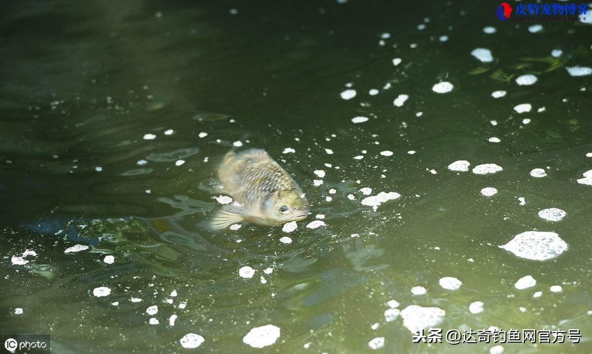 闷热天钓鱼钓深还是钓浅,用什么饵料，下雨天闷热天钓鱼好钓吗