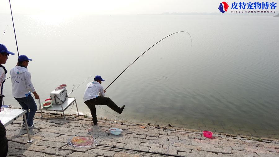 晚上青鱼钓底还是钓浮夏季，青鱼喜欢吃什么味型的饵料