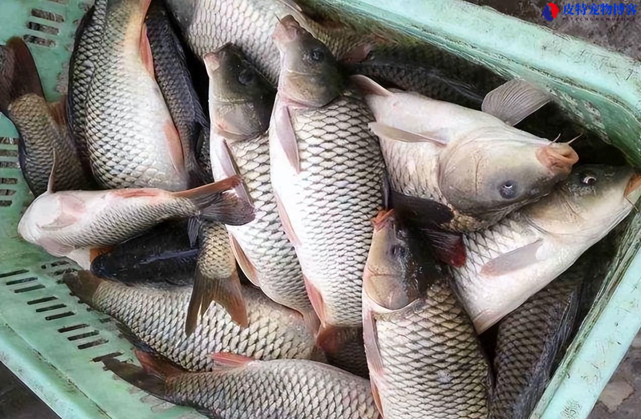 夏季下午钓鱼钓深还是浅好钓，下午钓鱼为什么没口