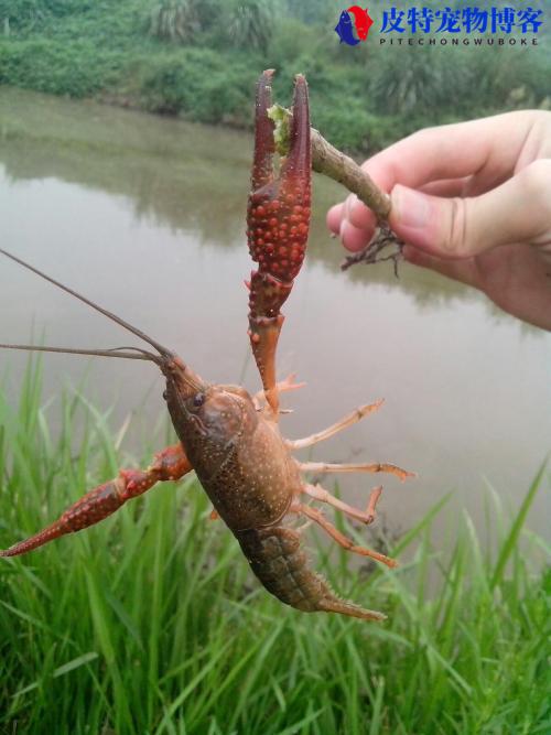 钓龙虾用什么诱饵最好，拿什么钓，钓龙虾的方法和窍门