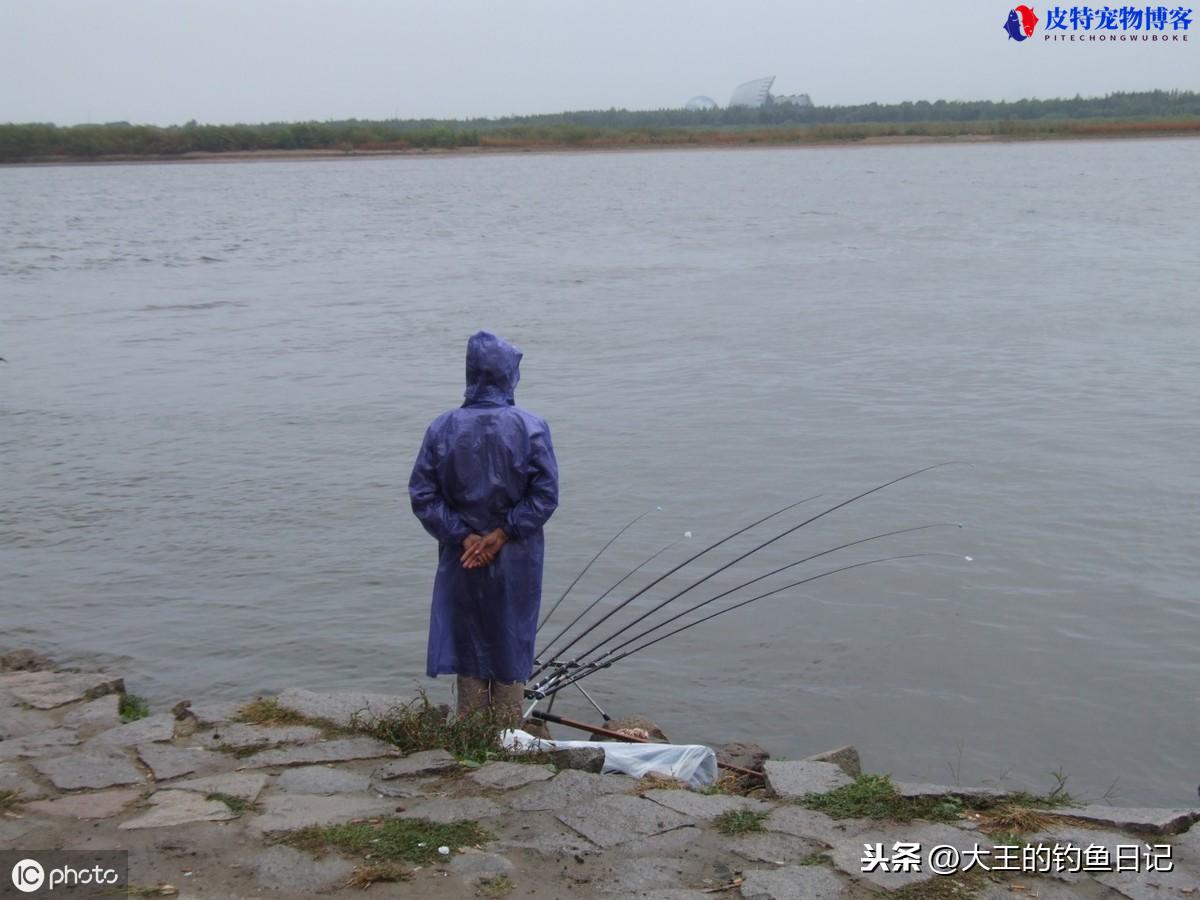 下小雨东风钓鱼好钓吗北方，夏季下雨天钓鱼技巧口诀