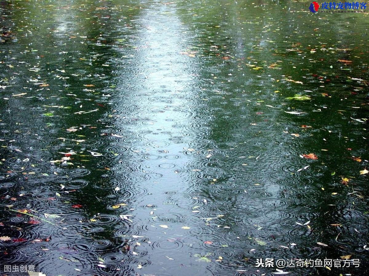 阴天下雨钓鱼钓深还是钓浅，雨天如何钓鱼及技巧分析