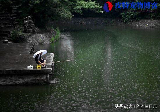 下小雨东风钓鱼好钓吗北方，夏季下雨天钓鱼技巧口诀