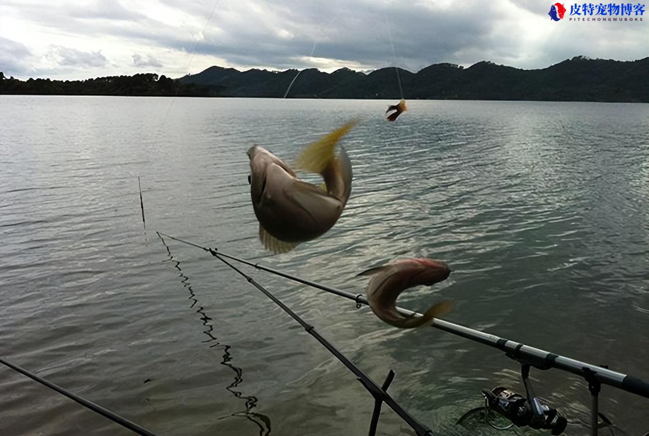 夏季下午钓鱼钓深还是浅好钓，下午钓鱼为什么没口