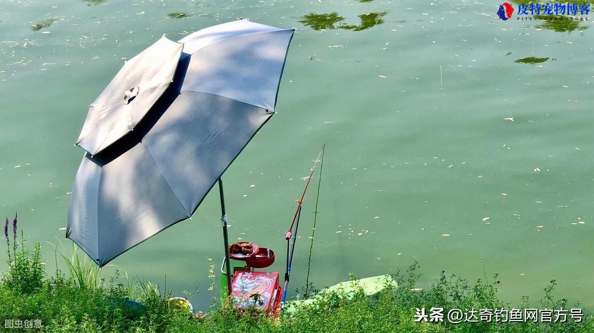 闷热天钓鱼钓深还是钓浅,用什么饵料，下雨天闷热天钓鱼好钓吗