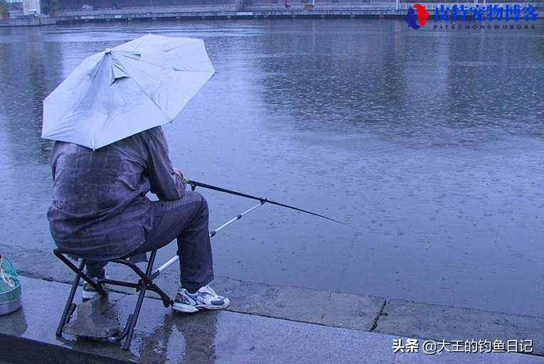 下小雨东风钓鱼好钓吗北方，夏季下雨天钓鱼技巧口诀