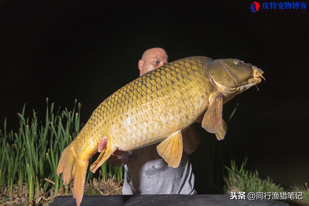 夜钓鲤鱼什么时候上鱼最佳时间，夜钓鲤鱼什么季节最好钓鱼