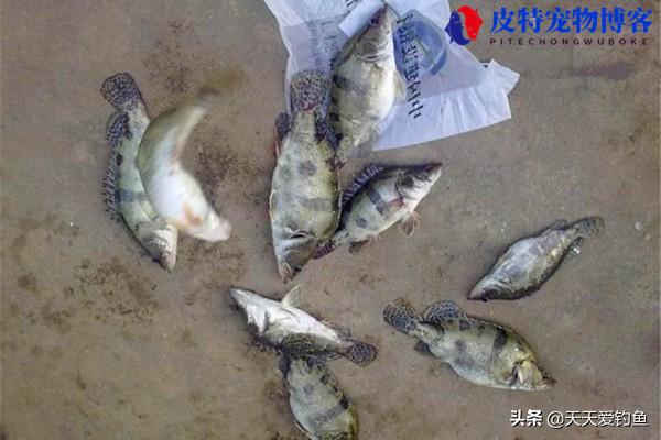 路亚鳜鱼用什么饵钓比较好，鳜鱼用什么打窝子比较好