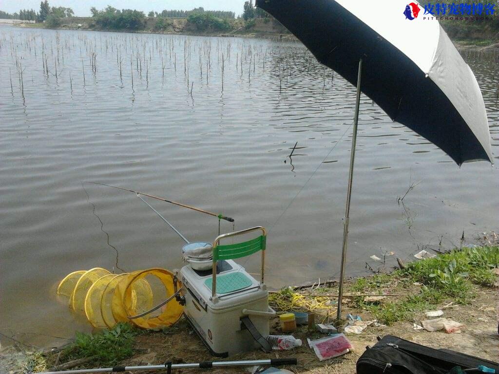 夏天刚下完雨好钓鱼吗为什么，雨天如何钓鱼及技巧分析