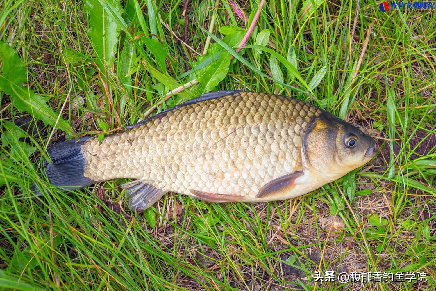 夏天钓鲫鱼的最佳时间及方法，为什么鲫鱼不开口用什么味料