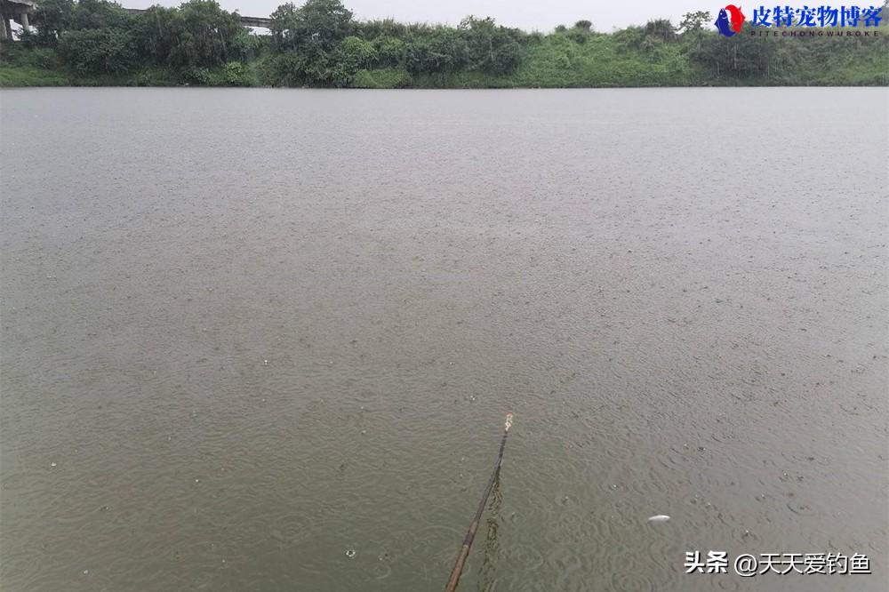 雨天钓鱼下雨天更容易钓到鱼吗，下雨钓鱼最佳方法